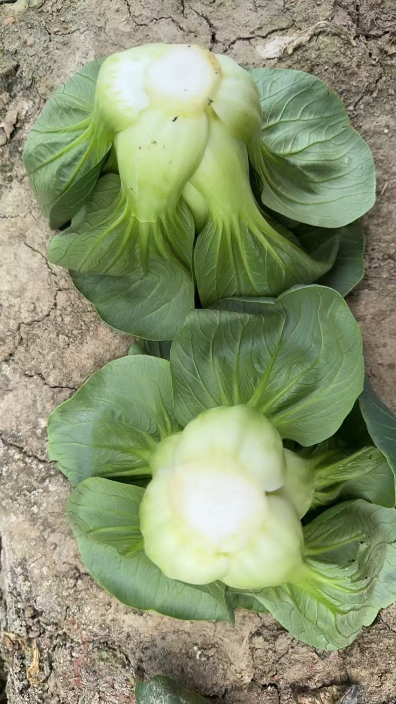 太湖苏州矮脚青