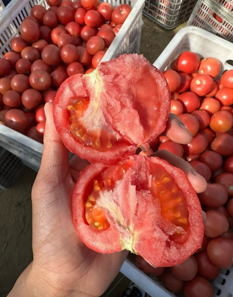四川西红柿，普罗旺斯西红柿，玫品，口感大番茄，量大从优