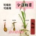 盐城纯白慈菇苗/马蹄苗/大量上市欢迎全国客商来产地订购！