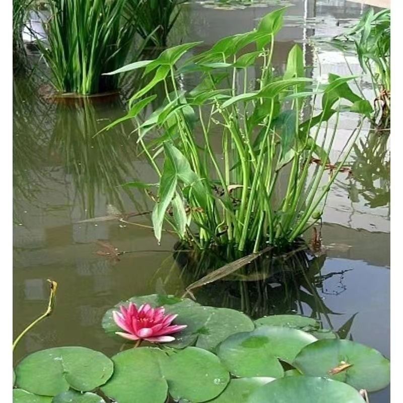 盐城纯白慈菇苗/马蹄苗/大量上市欢迎全国客商来产地订购！