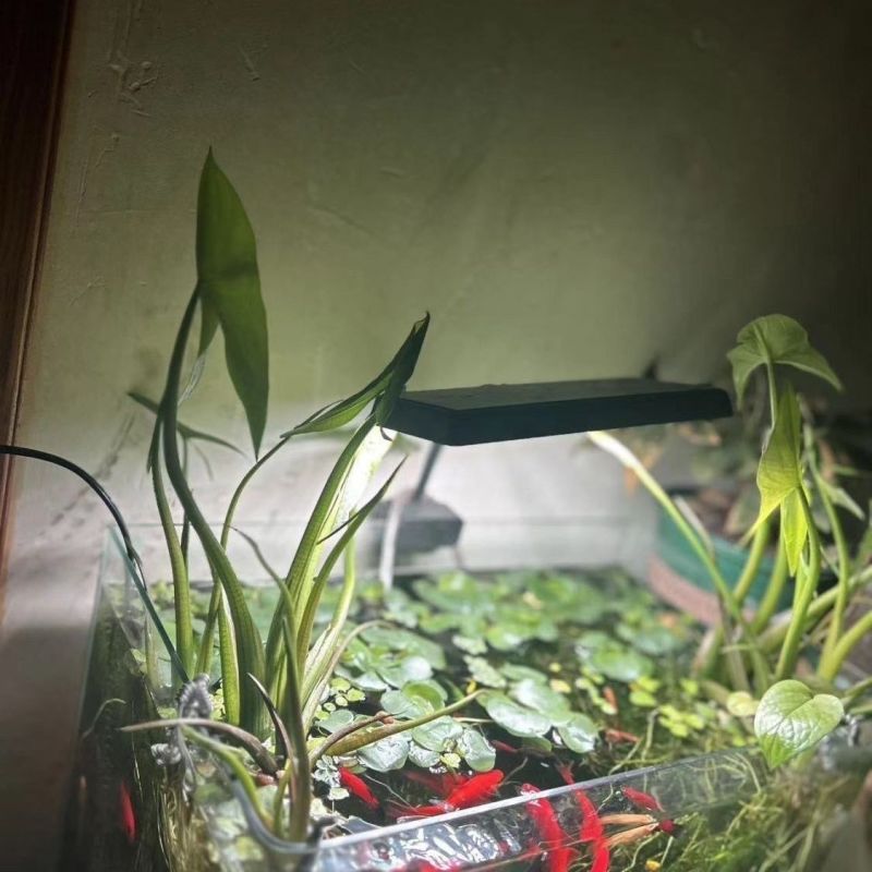 盐城纯白慈菇苗/马蹄苗/大量上市欢迎全国客商来产地订购！