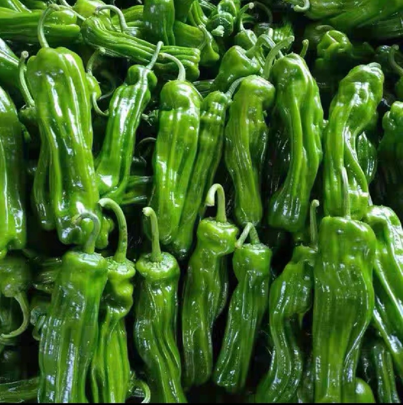 芜湖辣椒