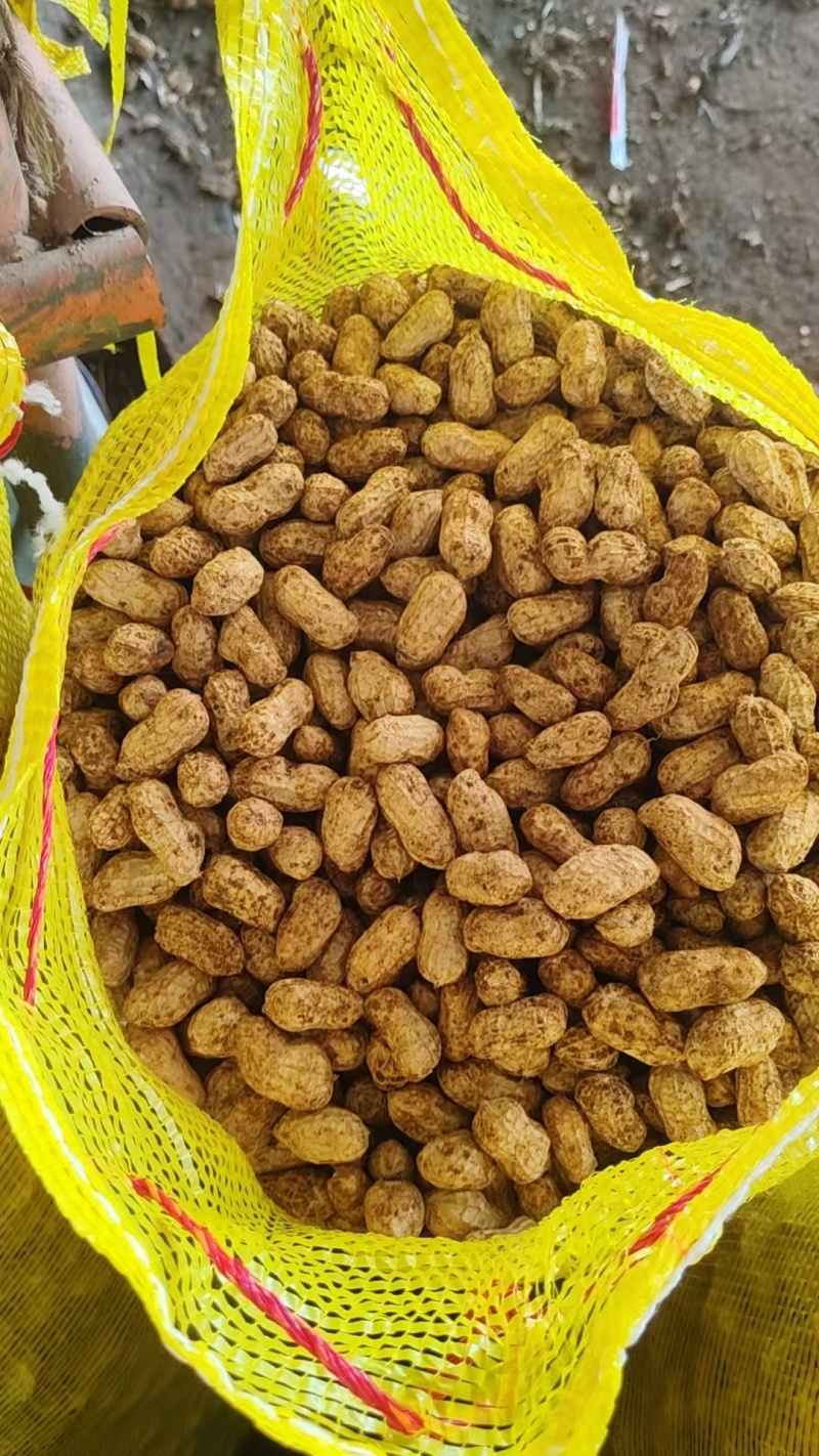 广东鲜花生，白米，产地直发，保质保量，颗粒饱满，大量供应。