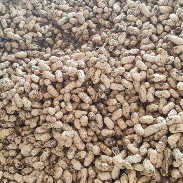 广东鲜花生，白米，产地直发，保质保量，颗粒饱满，大量供应。