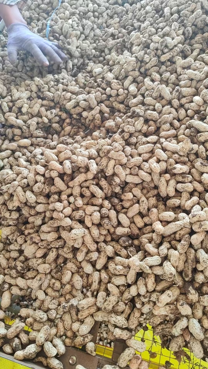 广东鲜花生，白米，产地直发，保质保量，颗粒饱满，大量供应。