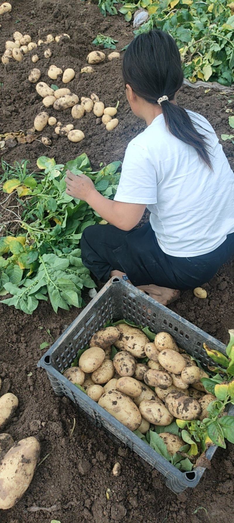 新鲜现挖沃土土豆开始上市了，价格优惠无中间商
