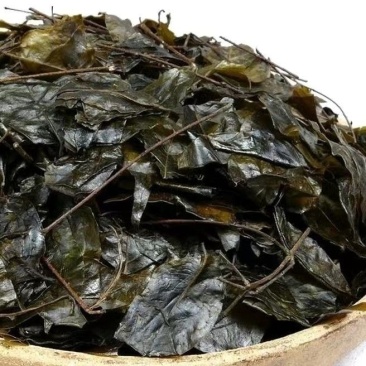 贵州遵义大叶苦丁茶