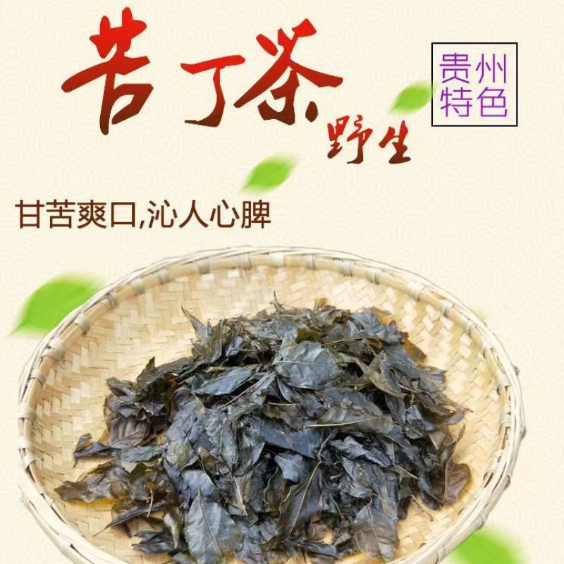 贵州遵义大叶苦丁茶