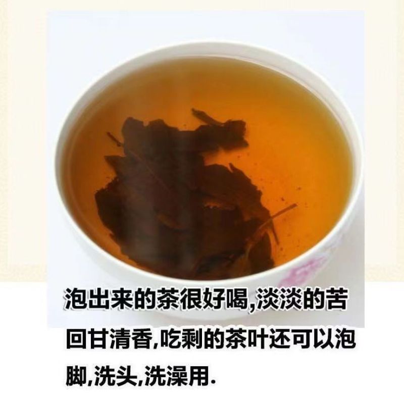贵州遵义大叶苦丁茶