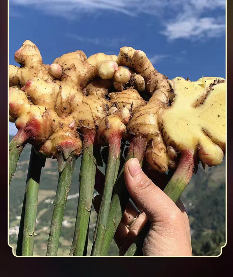 包邮）新货老姜皮干姜皮无硫农家晒干生姜衣月子洗澡泡脚洗头