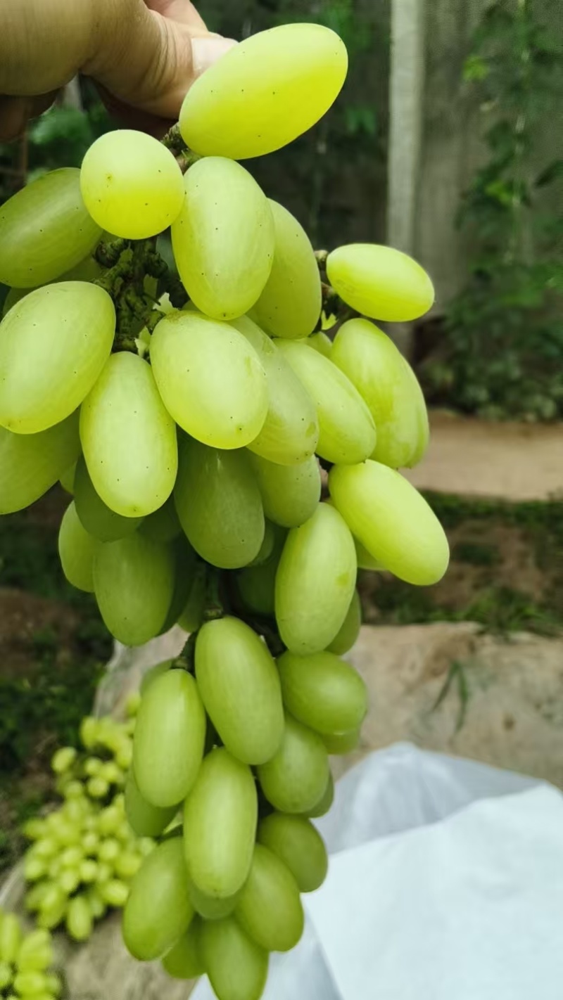 维多利亚葡萄，果粒修长饱满，金黄透亮，脆甜多汁，早熟
