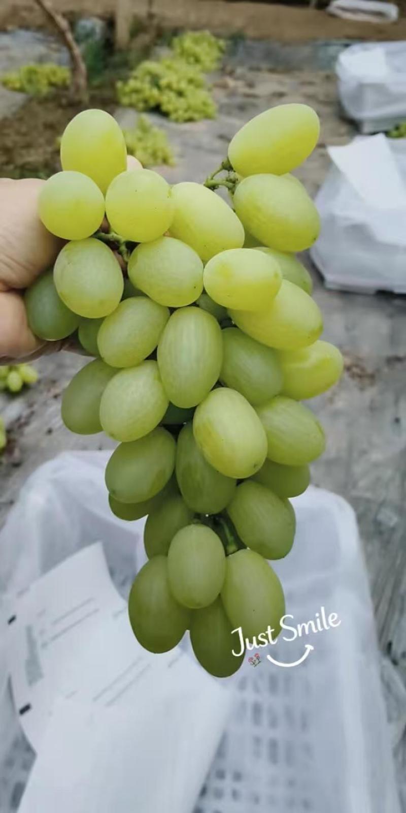 维多利亚葡萄，果粒修长饱满，金黄透亮，脆甜多汁，早熟
