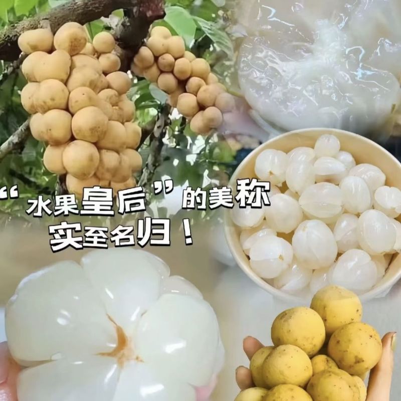 龙宫果[顺丰包邮]支持一件代发