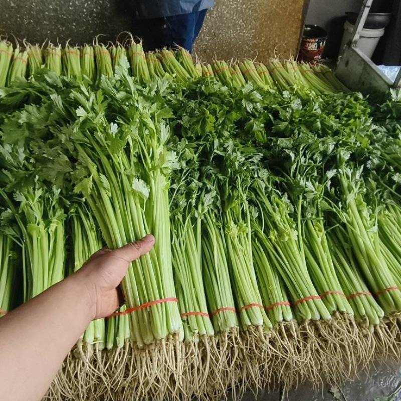 26年头茬香芹，规模大各种包装都有，市场.超市.团购**