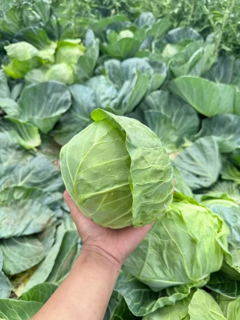 河北省邯郸市蔬菜批发