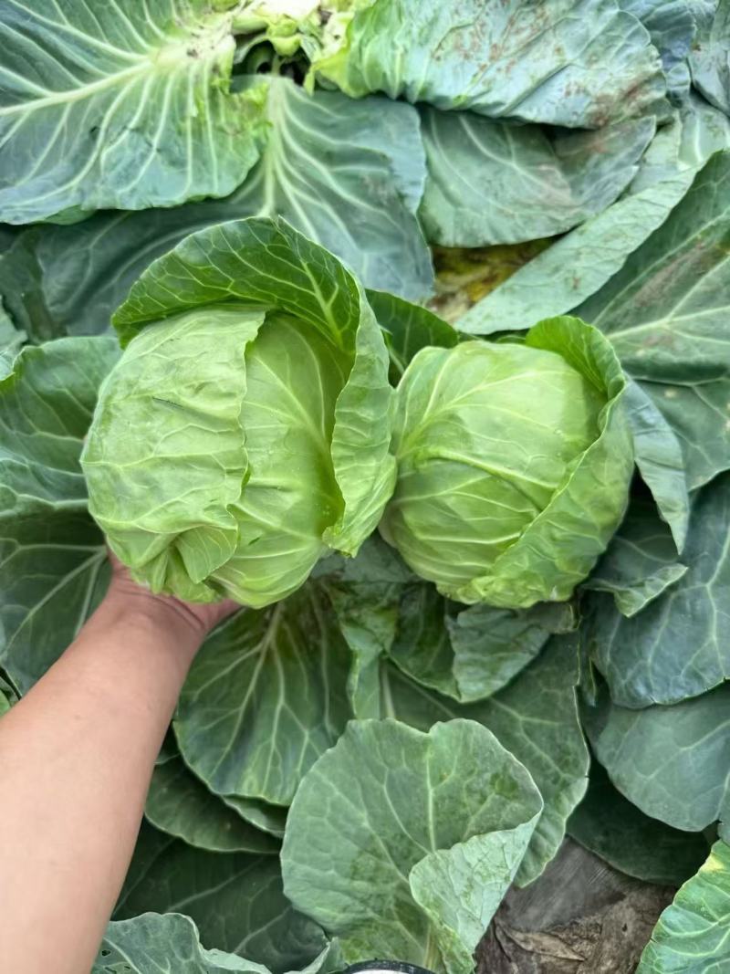 河北省邯郸市蔬菜批发