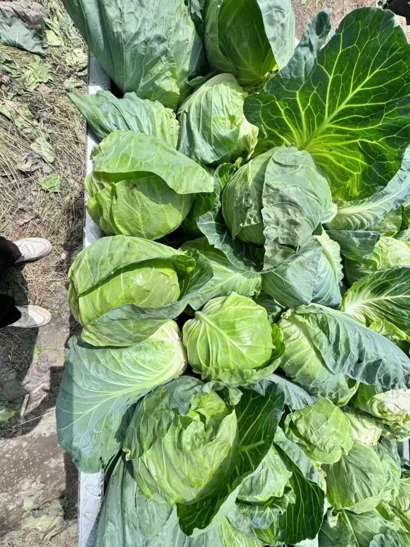 河北省邯郸市蔬菜批发