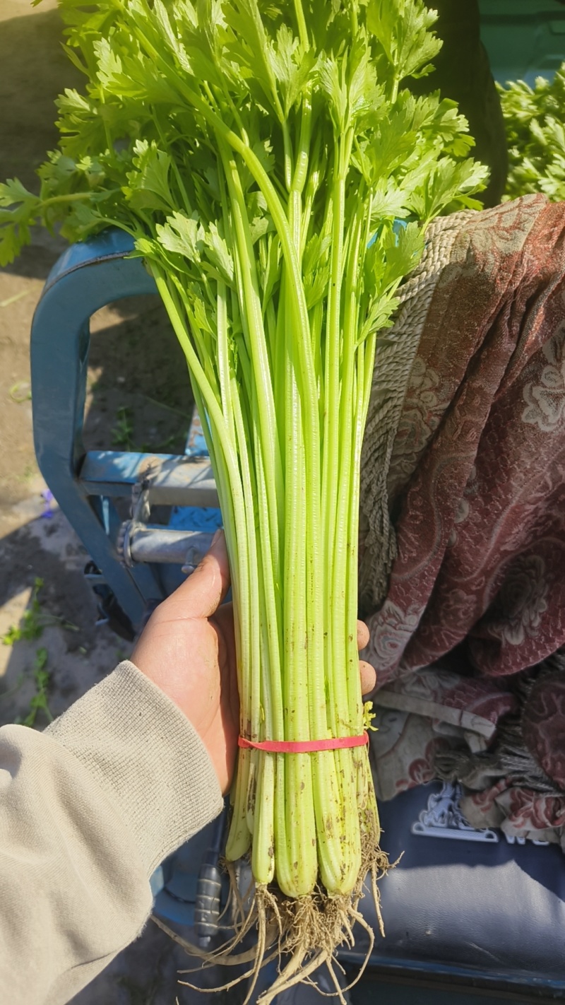 26年头茬香芹，规模大各种包装都有，市场.超市.团购**