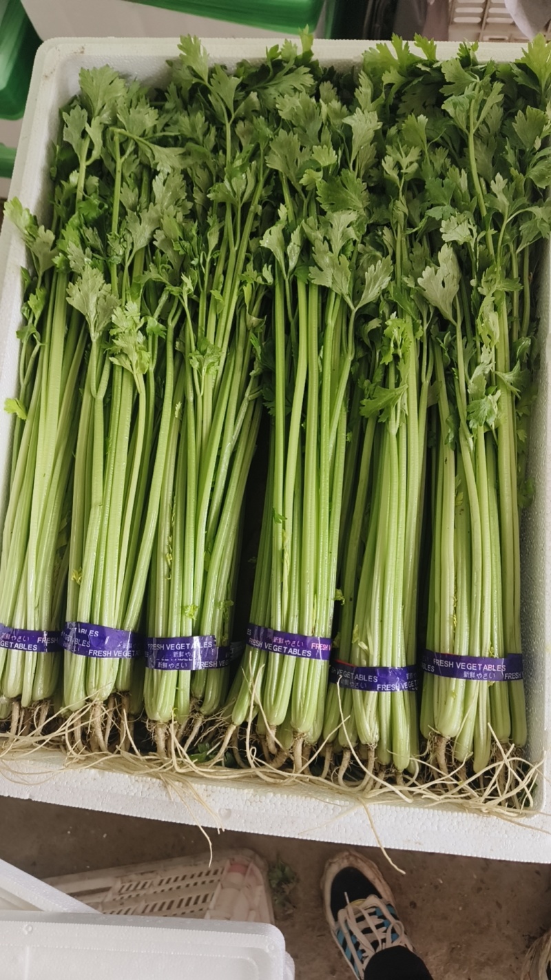 26年头茬香芹，规模大各种包装都有，市场.超市.团购**