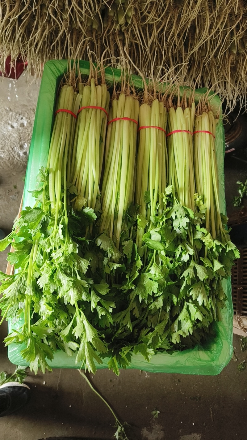 26年头茬香芹，规模大各种包装都有，市场.超市.团购**