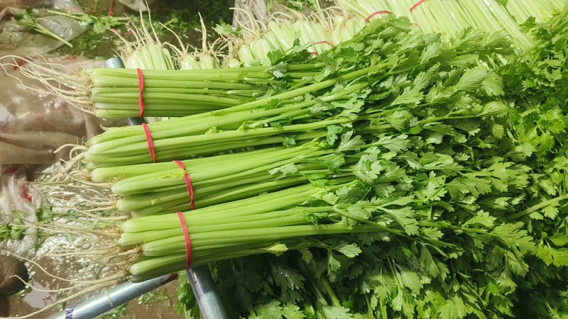 26年头茬香芹，规模大各种包装都有，市场.超市.团购**