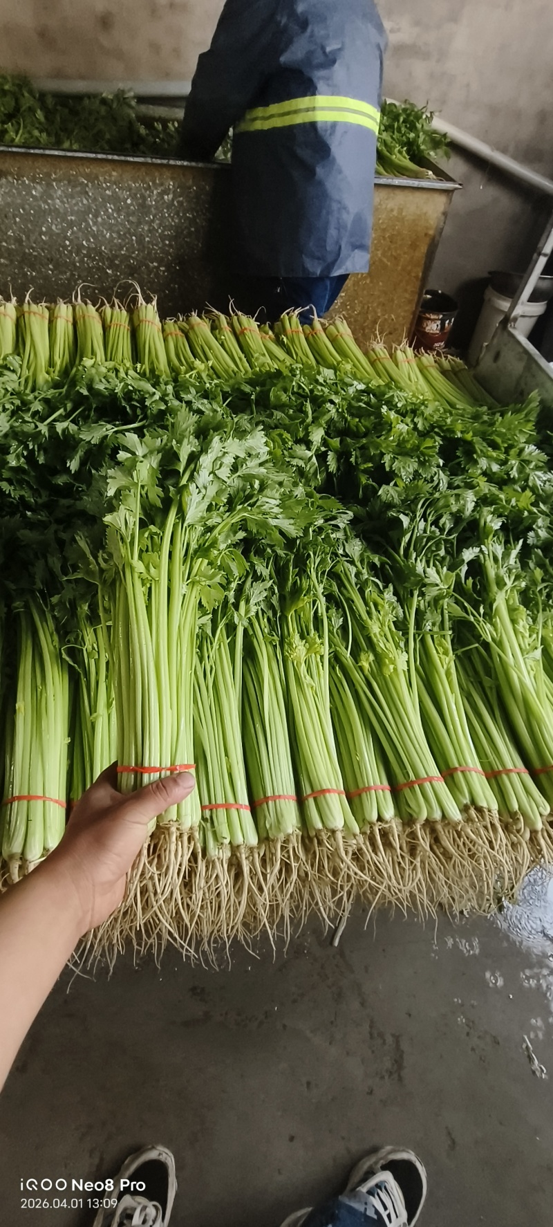 26年头茬香芹，规模大各种包装都有，市场.超市.团购**