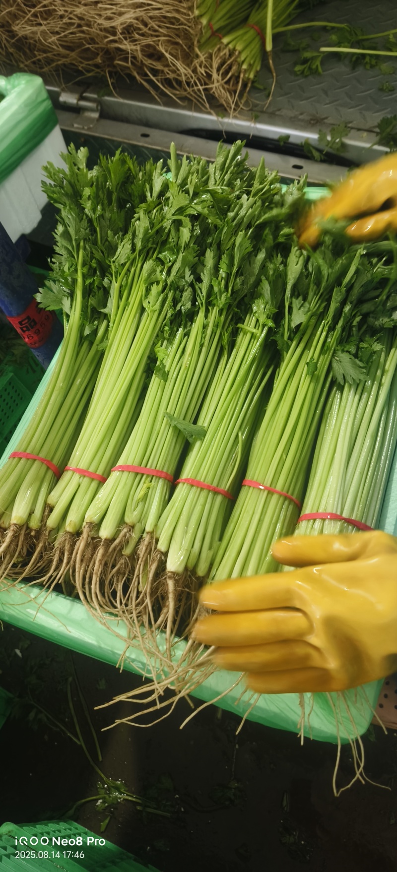 26年头茬香芹，规模大各种包装都有，市场.超市.团购**