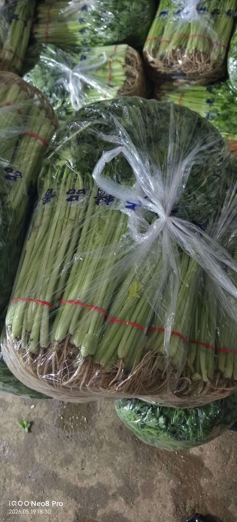 26年头茬香芹，规模大各种包装都有，市场.超市.团购**