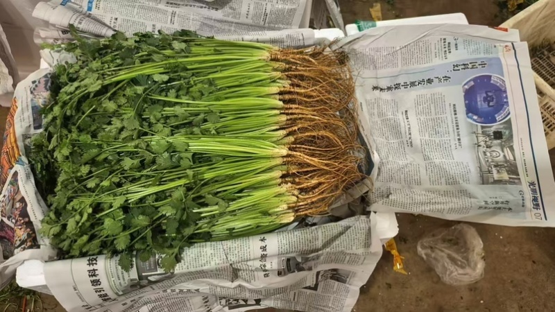 30年***香菜大王！山东寿光志东香菜！