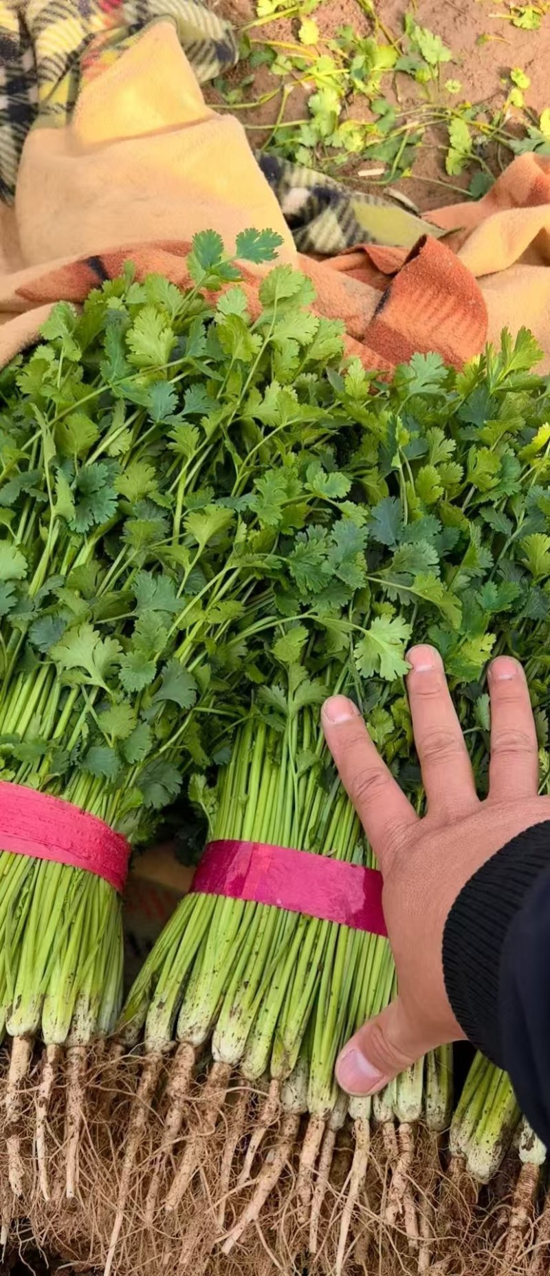 30年***香菜大王！山东寿光志东香菜！