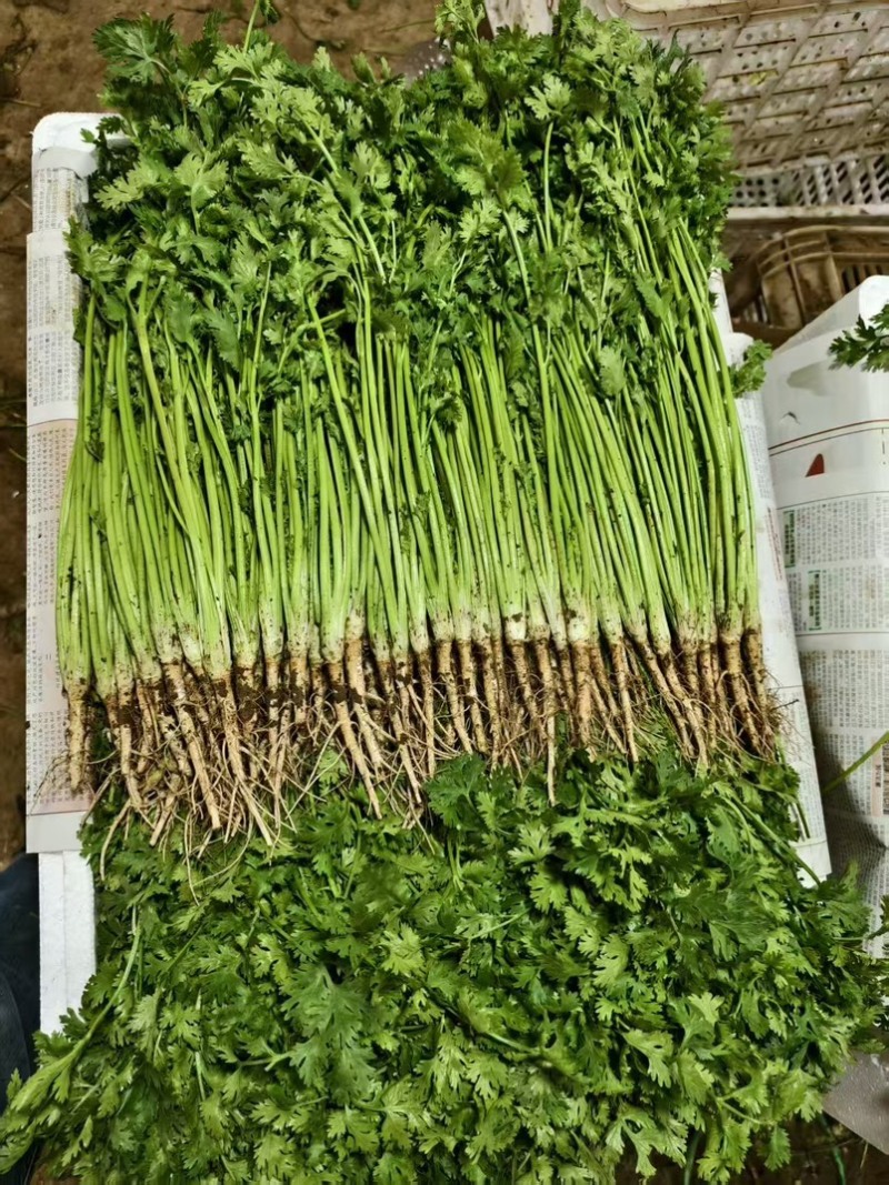 30年***香菜大王！山东寿光志东香菜！