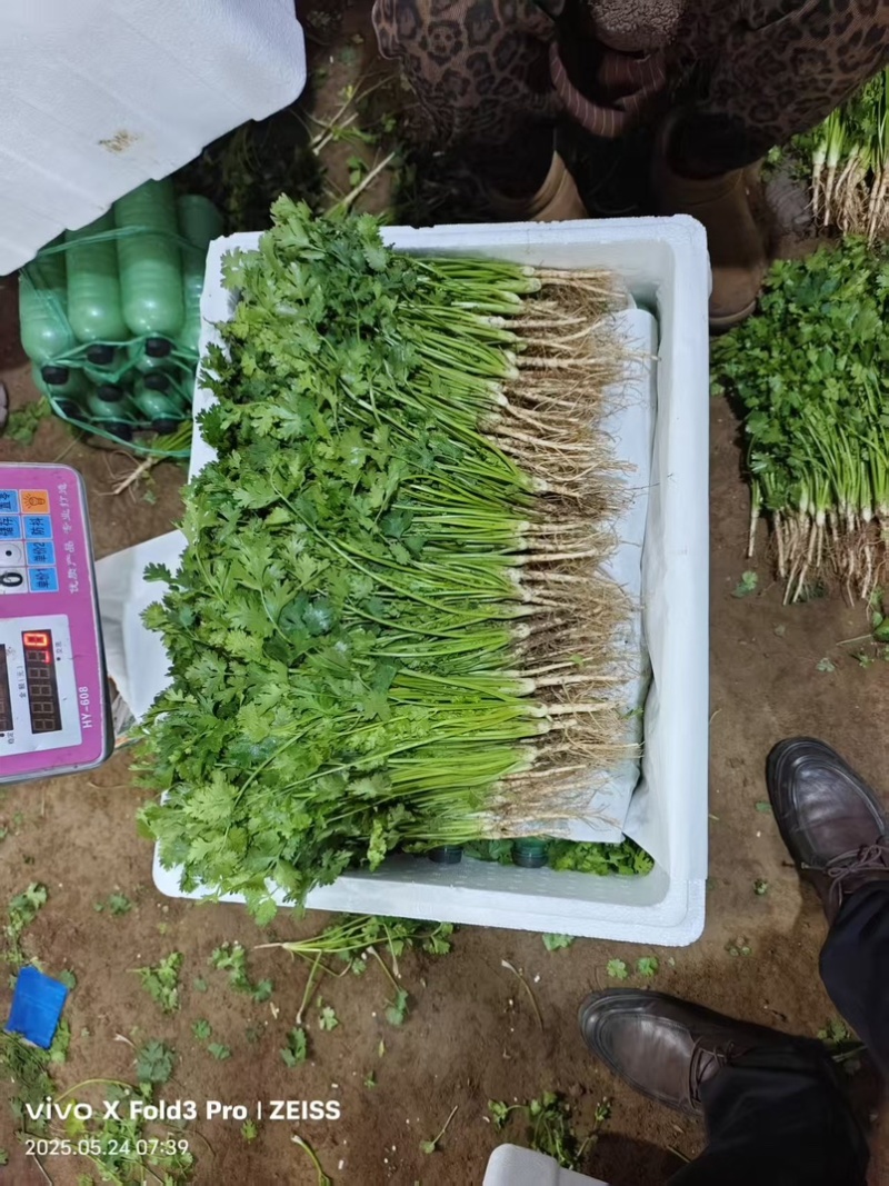 30年***香菜大王！山东寿光志东香菜！