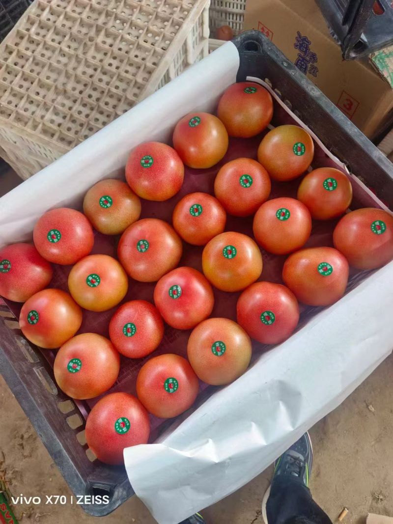 河南安阳滑县精品西红柿硬粉西红柿产地一手货源可批发