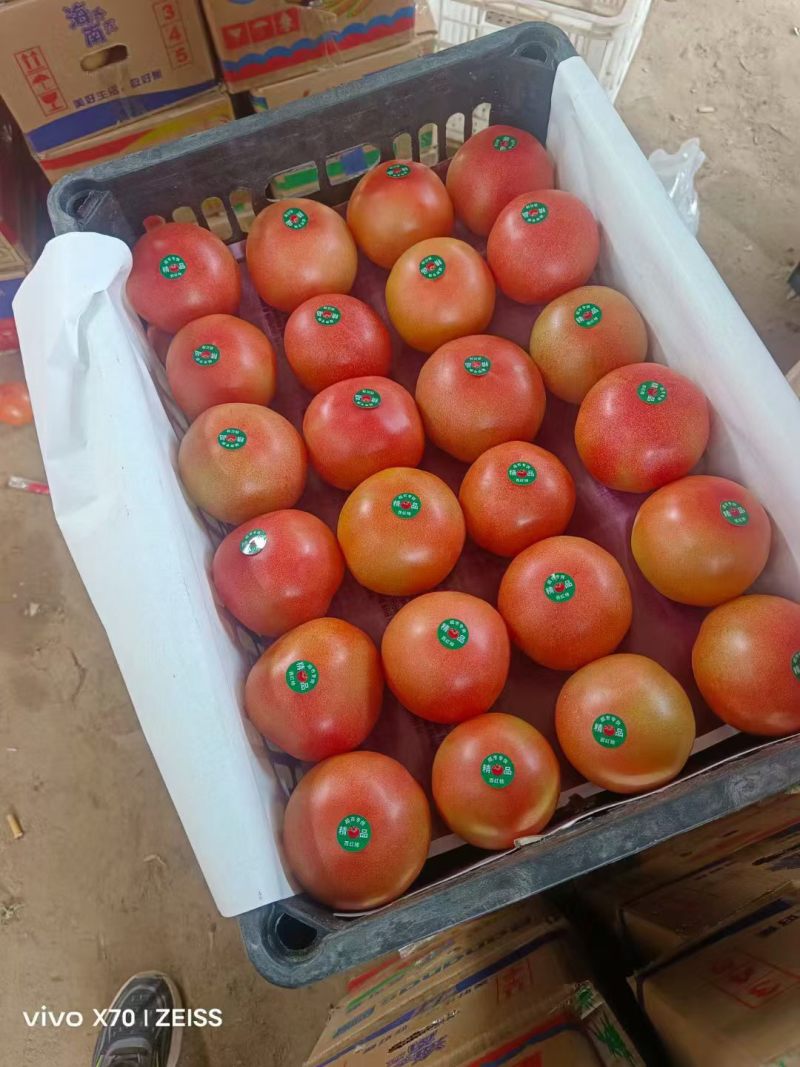河南安阳滑县精品西红柿硬粉西红柿产地一手货源可批发