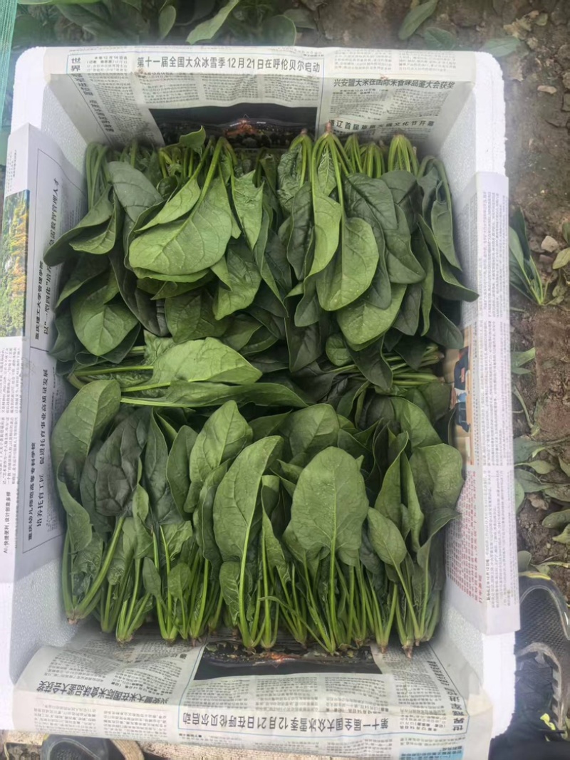 内蒙大叶菠菜/产区直发/货源充足/欢迎选购