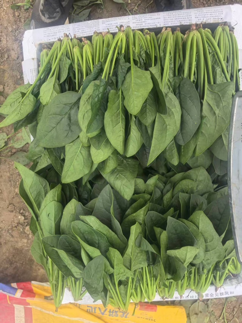 内蒙大叶菠菜，大量共货，欢迎来电，产区直发
