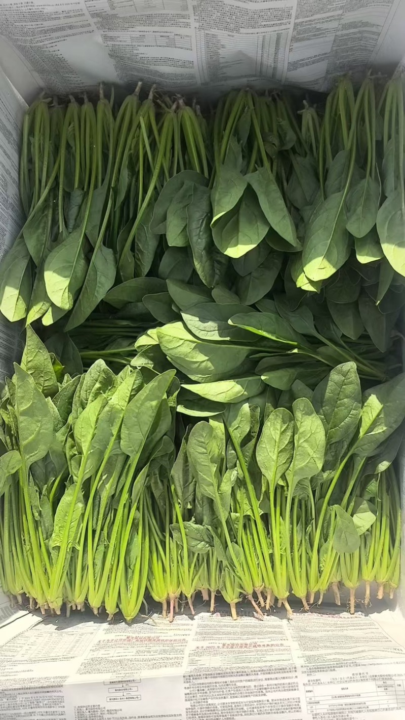 内蒙大叶菠菜，大量共货，欢迎来电，产区直发