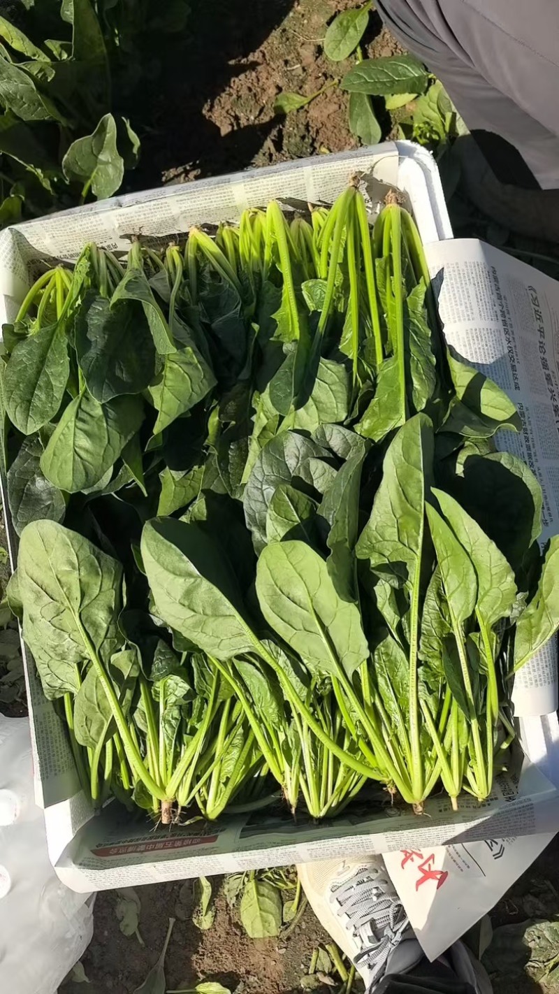 内蒙大叶菠菜，大量共货，欢迎来电，产区直发