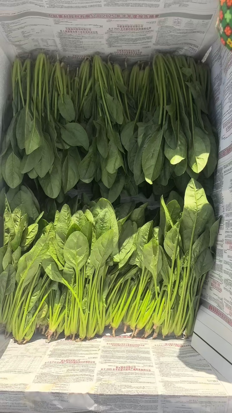 内蒙大叶菠菜，大量共货，欢迎来电，产区直发
