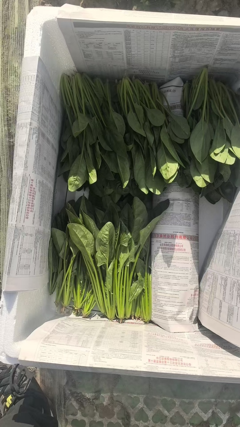 内蒙大叶菠菜，大量共货，欢迎来电，产区直发