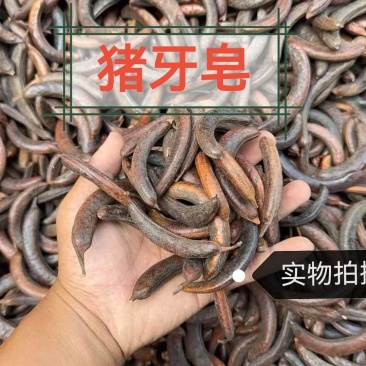 猪牙皂中药材正品猪牙皂无硫正品保证猪牙皂