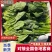 内蒙大叶菠菜/产区直发/货源充足/欢迎选购
