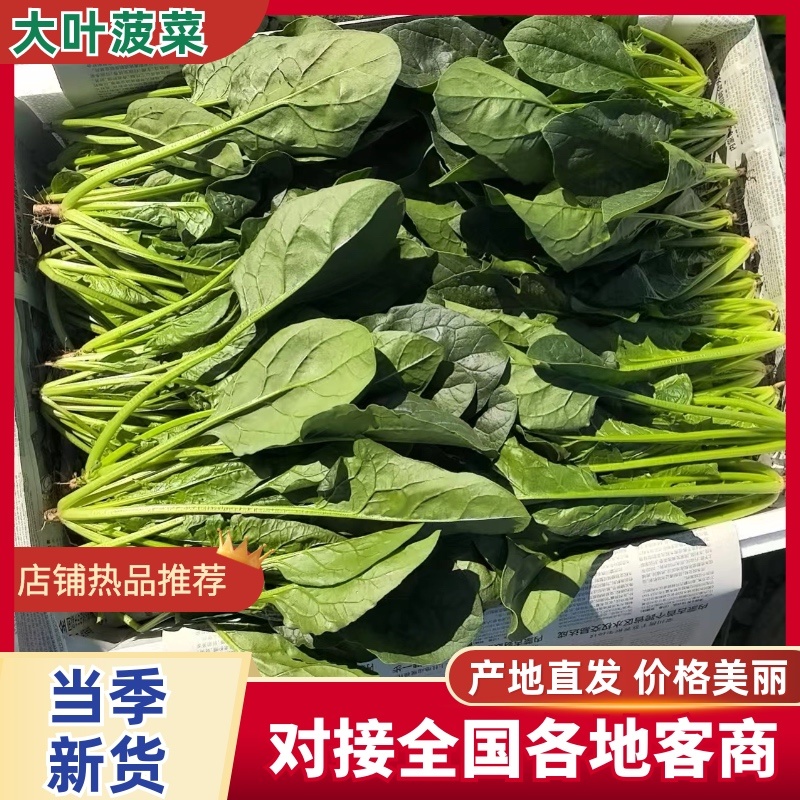 内蒙大叶菠菜/产区直发/货源充足/欢迎选购