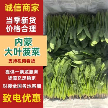 内蒙大叶菠菜，大量共货，欢迎来电，产区直发