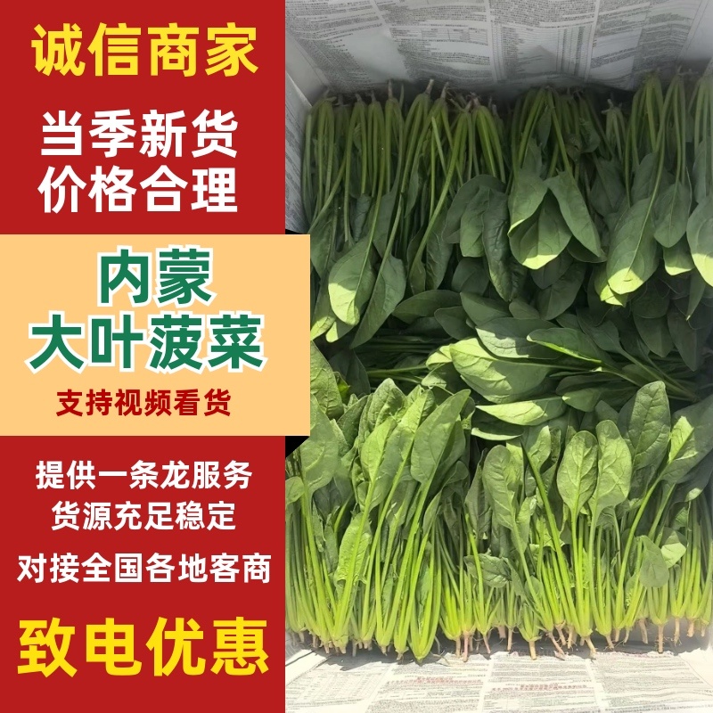 内蒙大叶菠菜，大量共货，欢迎来电，产区直发
