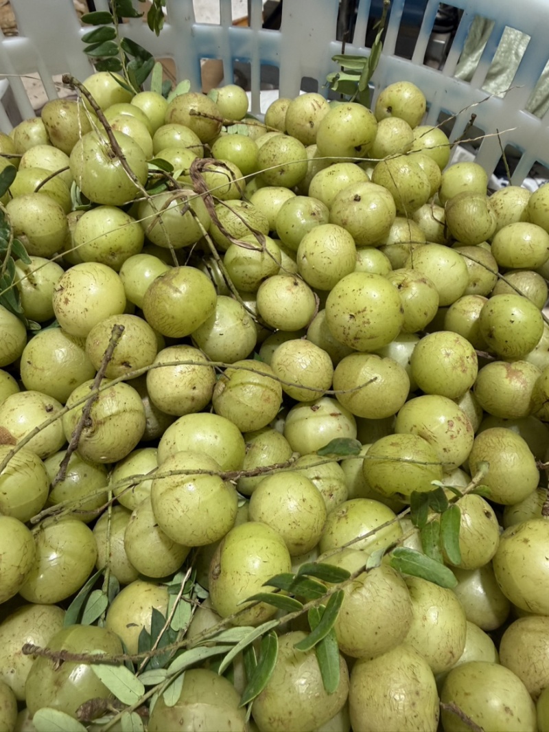 油甘果，橄榄
