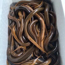 菲律宾野生黄鳝，一手批发