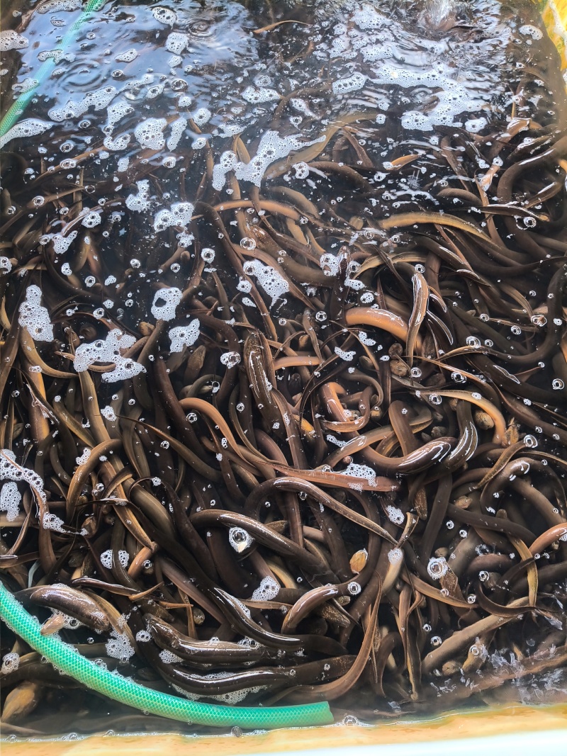 菲律宾野生黄鳝，一手批发