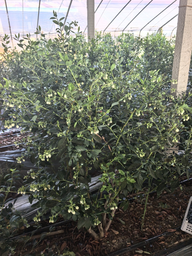 山东优质地栽蓝莓树苗，带花带果，带土球发货，产地直发！