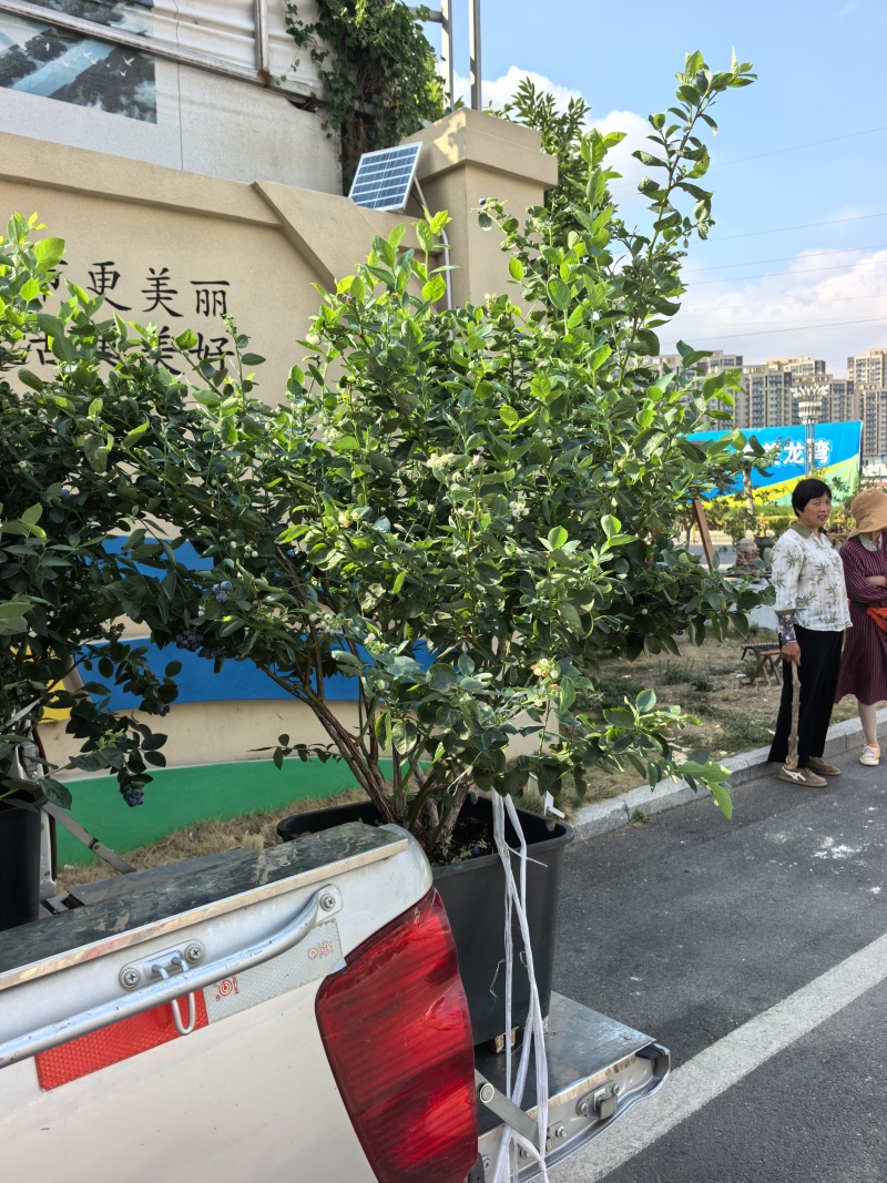 山东优质地栽蓝莓树苗，带花带果，带土球发货，产地直发！
